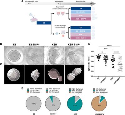 Morphogen-driven differentiation is precluded by physical confinement in human iPSCs spheroids